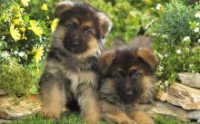 Beautiful German Shepard Puppies for any pet loving home