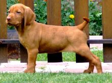 Beautiful Vizsla Puppies