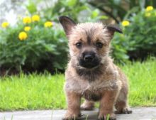 Cairn Terrier puppies -Male & Female