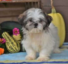 C.K.C MALE AND FEMALE 🎄 SHIH TZU PUPPIES AVAILABLE