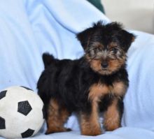 C.K.C MALE AND FEMALE YORKSHIRE TERRIER PUPPIES AVAILABLE