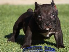Cute American Pitbull puppies available for adoption Text or call (925) 471-5289