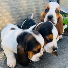 Cute and Nice Basset hound Puppies.