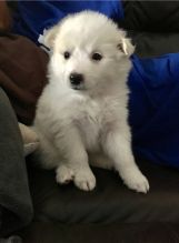 Healthy cute American Eskimo puppy available for adoption Text or call (925) 471-5289