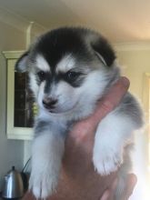 Pomsky puppies available