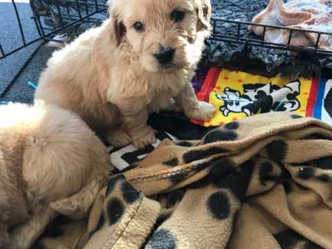 Adorable Golden Retriever Puppies Available Image eClassifieds4u