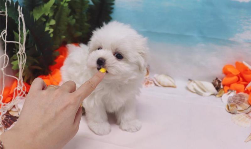 AKc Reg Tea Cup Maltese Puppies (925) 471-5289 Image eClassifieds4u