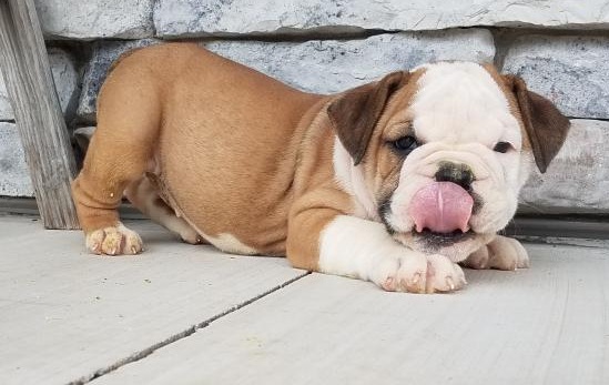 C.K.C MALE AND FEMALE ENGLISH BULLDOG PUPPIES AVAILABLE Image eClassifieds4u