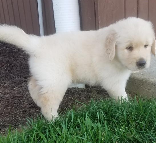 C.K.C MALE AND FEMALE GOLDEN RETRIEVER PUPPIES AVAILABLE Image eClassifieds4u