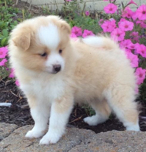 C.K.C MALE AND FEMALE POMERANIAN PUPPIES AVAILABLE Image eClassifieds4u