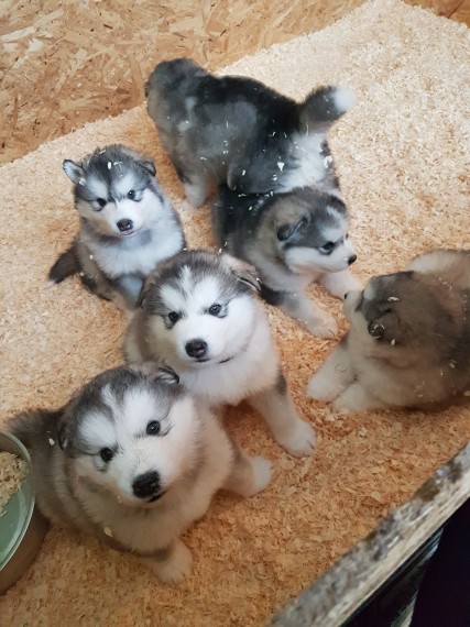 Cute Alaskan Malamute puppies available for adoption Text or call (925) 471-5289 Image eClassifieds4u