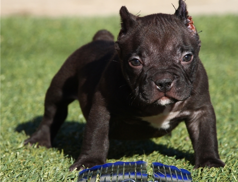 Cute American Pitbull puppies available for adoption Text or call (925) 471-5289 Image eClassifieds4u