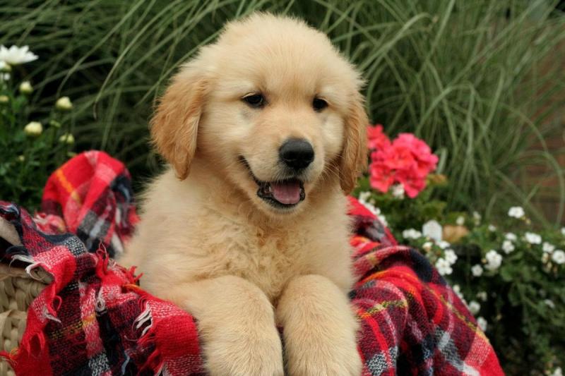 🟥🍁🟥 CANADIAN Golden Retrievers Puppies for Adoption Image eClassifieds4u