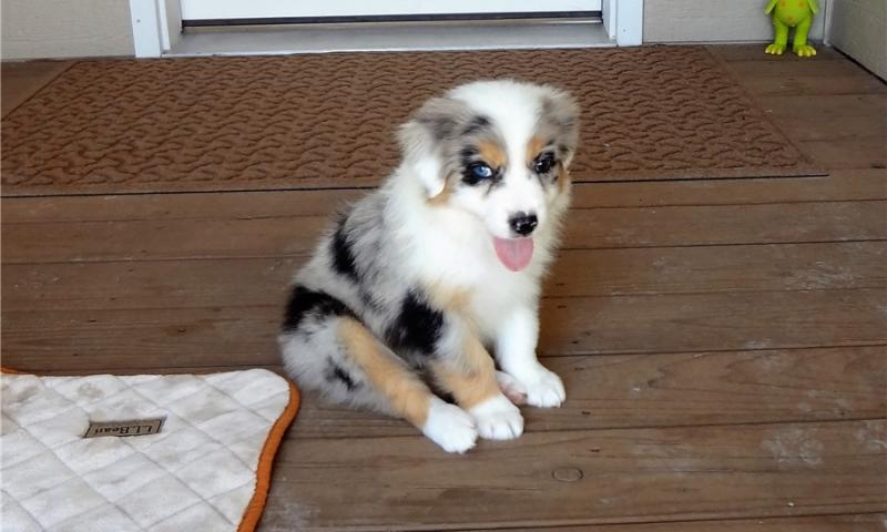 Healthy cute Australian shepherd puppies available for adoption Text or call (925) 471-5289 Image eClassifieds4u