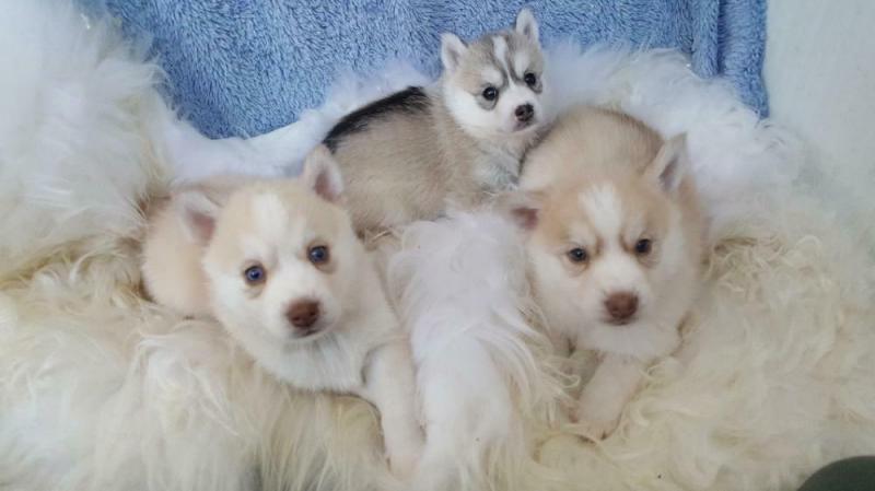 Healthy cute Siberian Husky puppies available for adoption Text or call (925) 471-5289 Image eClassifieds4u