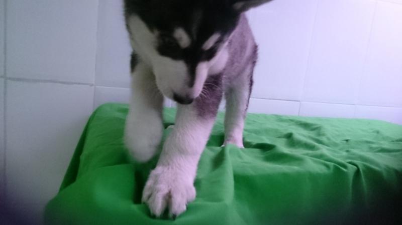 Healthy cute Siberian Husky puppies available for adoption Text or call (925) 471-5289 Image eClassifieds4u