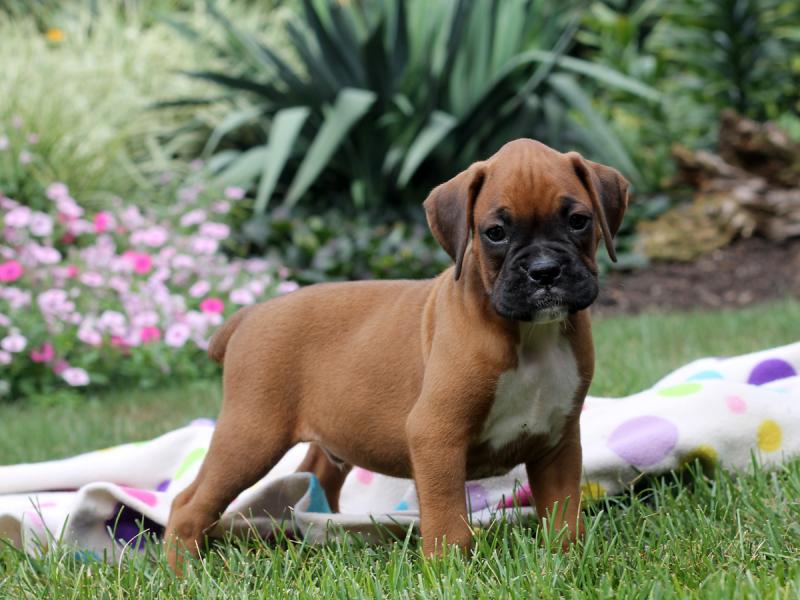 Healthy Male and female Boxer puppies for Re-Homing Image eClassifieds4u