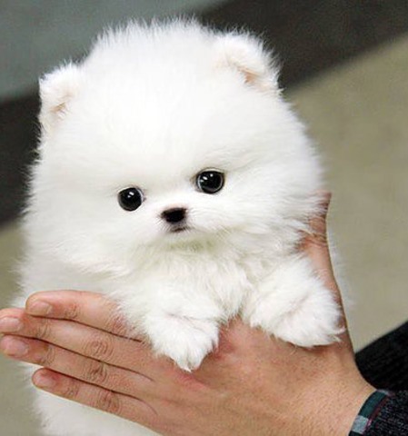 Home raised Pomeranian puppies Image eClassifieds4u