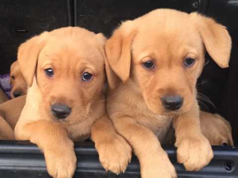 Labrador Retriever Puppies For Adoption Image eClassifieds4u