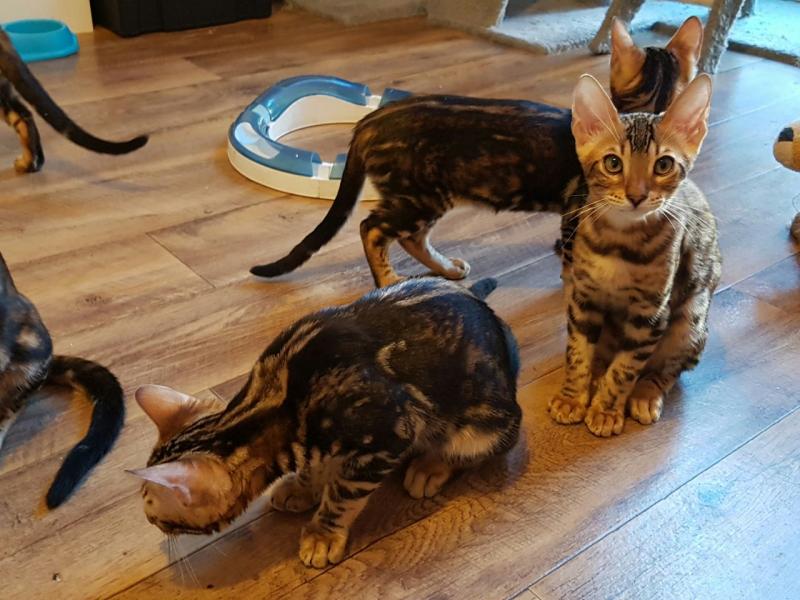Lovely 🐾💝🐾Bengal kittens for adoption🐾💝🐾 Text or call (925) 471-5289 Image eClassifieds4u