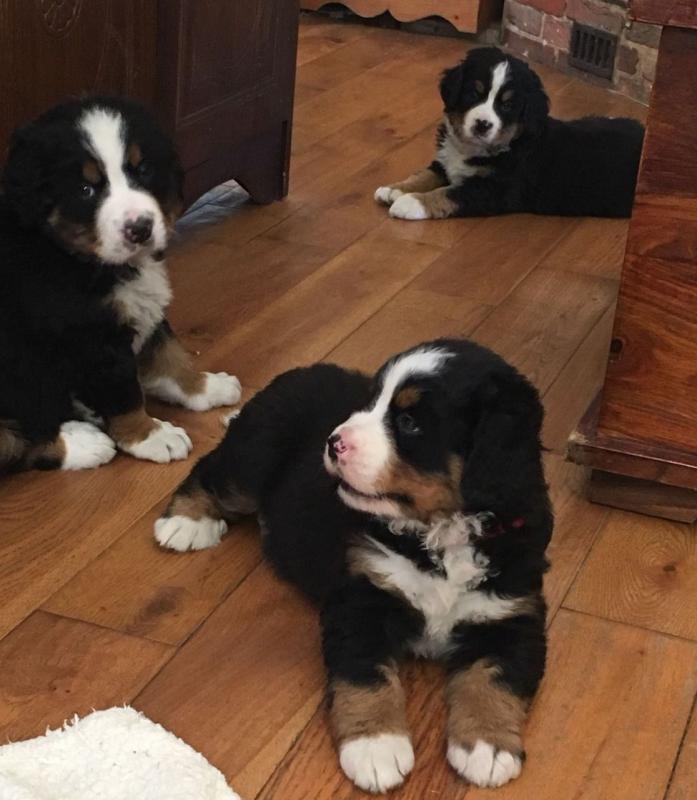 Lovely 🐾💝🐾Bernese Mountain puppies for adoption🐾💝🐾 Text or call (925) 471-5289 Image eClassifieds4u