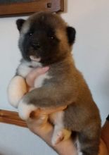 Accommodating Male And Female Akita Puppies For Adoption Image eClassifieds4u 2