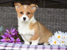 Astonishing A.K.C Pembroke Welsh Corgi Puppies For Adoption Image eClassifieds4u 1