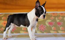 Boston Terrier puppies Image eClassifieds4U