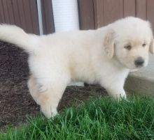 C.K.C MALE AND FEMALE GOLDEN RETRIEVER PUPPIES AVAILABLE Image eClassifieds4U