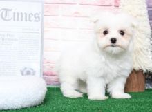 C.K.C MALE AND FEMALE MALTESE Puppies PUPPIES AVAILABLE Image eClassifieds4U