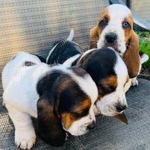 Cute and Nice Basset hound Puppies. Image eClassifieds4U