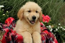 🟥🍁🟥 CANADIAN Golden Retrievers Puppies for Adoption Image eClassifieds4u 2