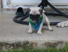 Healthy cute PUG puppies available for adoption Text or call (925) 471-5289 Image eClassifieds4u 3