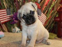 Healthy cute PUG puppies available for adoption Text or call (925) 471-5289 Image eClassifieds4u 2
