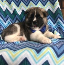 Lovely Akita Puppies (925) 471-5289 Image eClassifieds4u 1