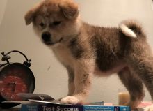 Lovely Akita Puppies (925) 471-5289 Image eClassifieds4u 2