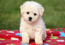 Male and female Bichon Frise puppies for adoption Image eClassifieds4U