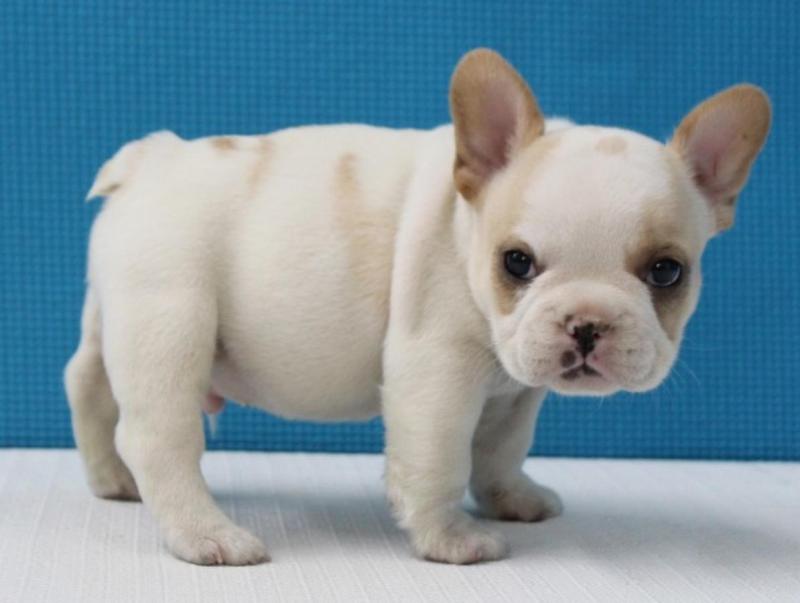 male and female French Bulldog puppies Image eClassifieds4u