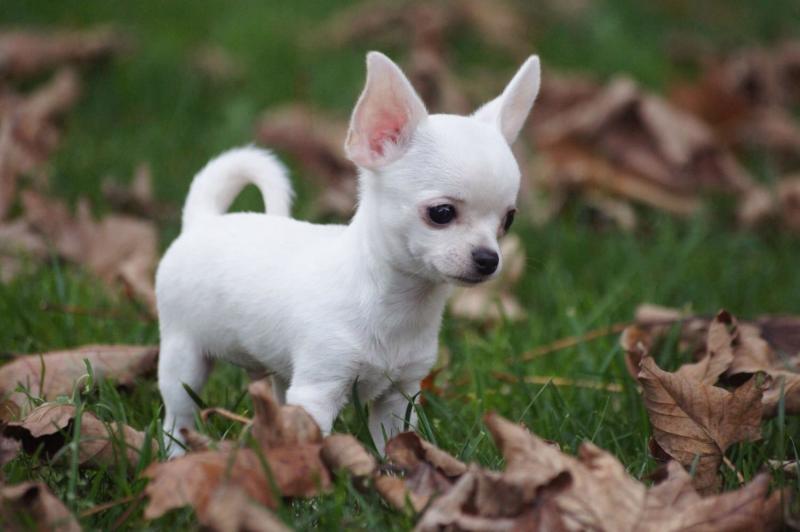 Outstanding Chihuahua puppies Image eClassifieds4u