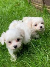 Maltese puppies for adoption Text (437) 536-6127