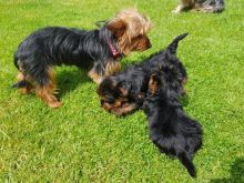YORKIE PUPPIES FOR ADOPTION