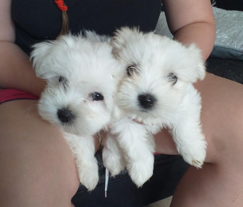 Maltese puppies for adoption Text (437) 536-6127 Image eClassifieds4u