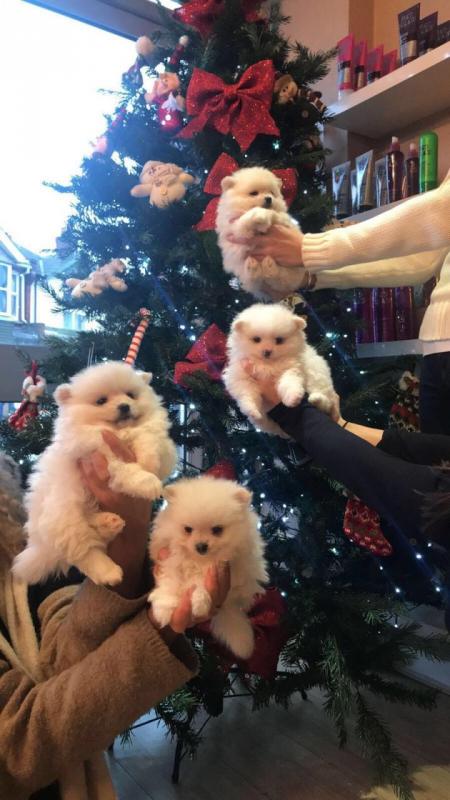 Pomeranian puppies for adoption Text (437) 536-6127 Image eClassifieds4u