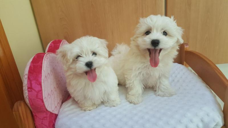 Trained and friendly Maltese Puppies Ready to go now Image eClassifieds4u