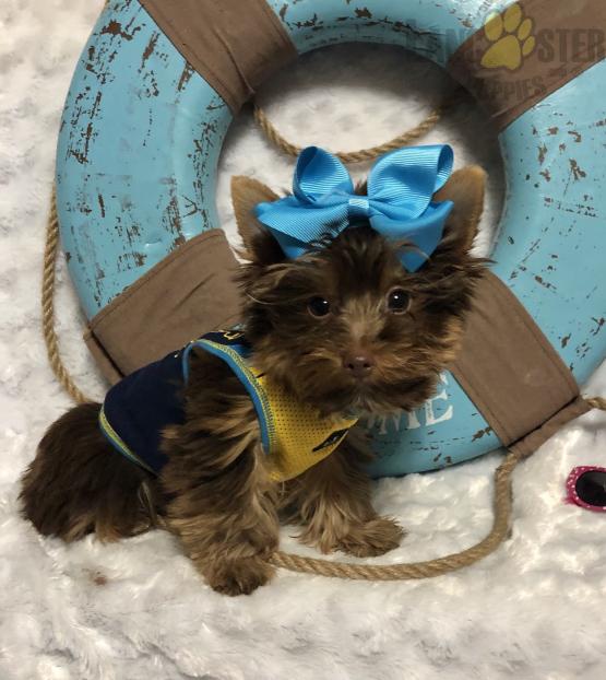 ***Gorgeous RARE Yorkie Puppies*** Image eClassifieds4u