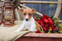 ❤️❤️ Jack Russell Terrier Puppies ❤️❤️ Girl & Boy ❤️ ❤️