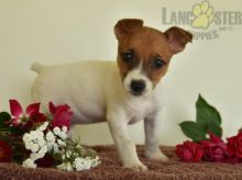 12 weeks old Jack Russell Terrier Pups *Trained*