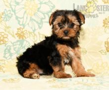 12 weeks old Yorkie Pups *Trained*