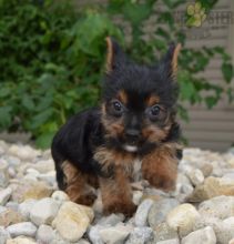 Beautiful Yorkie puppies ready to be rehomed