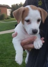 CKC Reg'd Jack Russell Terrier Puppies- 2 LEFT